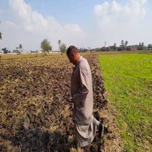 تندرج الممارسات التي يطبقها بعض المزارعين
المصريين تحت مفهوم الزراعة الذكية مناخيًّا